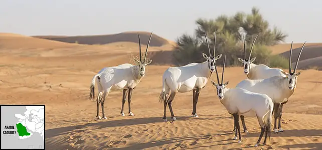 Arabie saoudite faune