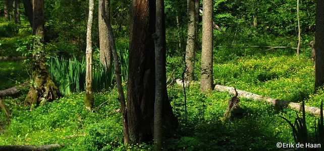Forêt Bialowieza