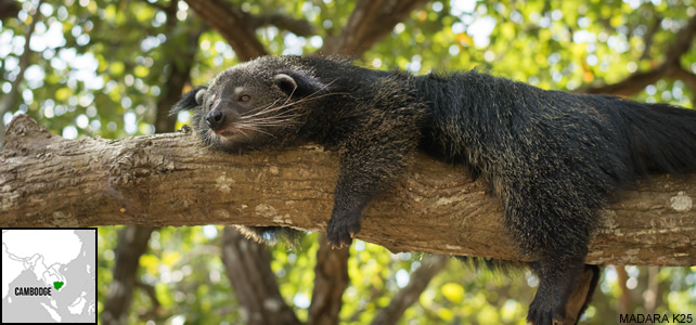 Cambodge faune