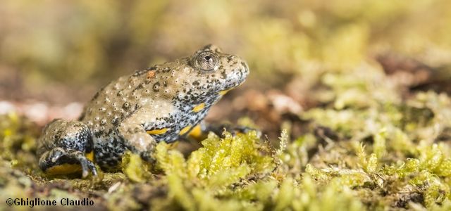 Vue de profil d'un crapaud à ventre jaune des Appenins