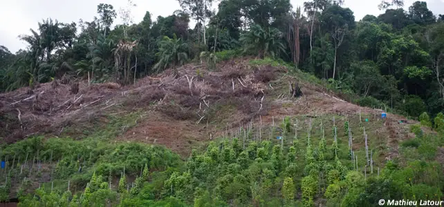 déforestation sarawak