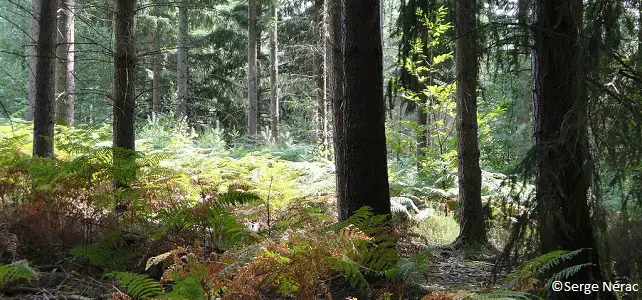 Forêt secondaire