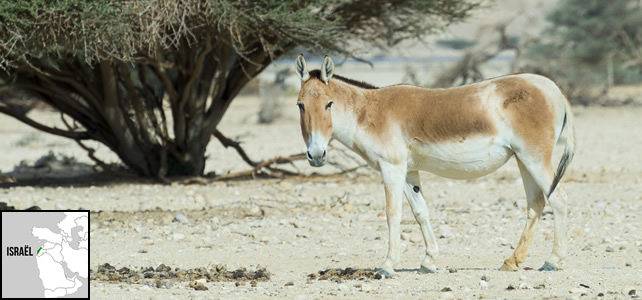 Israël faune