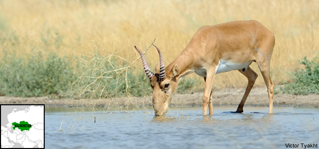 Kazakhstan faune