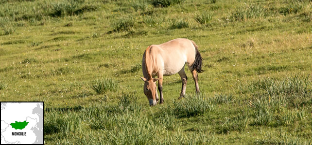 Mongolie faune