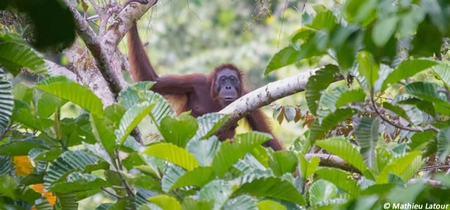 pongo pygmaeus