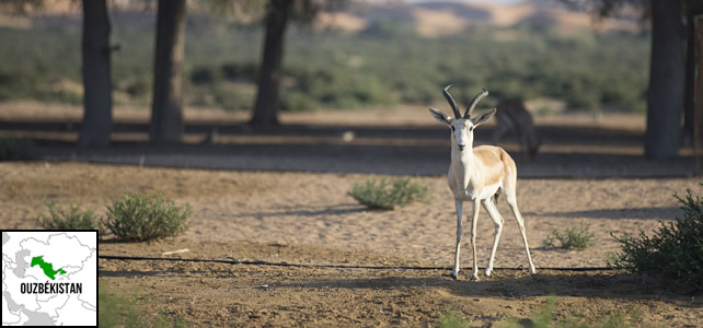 Ouzbékistan faune