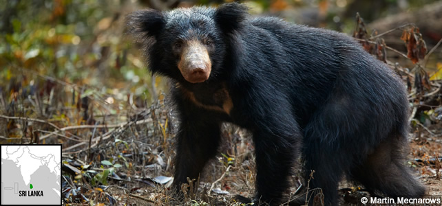 Sri Lanka faune