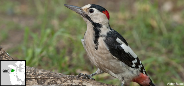 Syrie faune