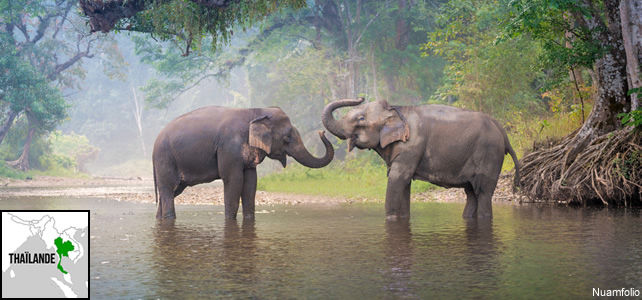 Thaïlande faune