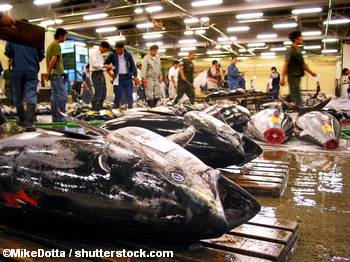Thons en vente au marché aux poissons de Tsukiji, Japon