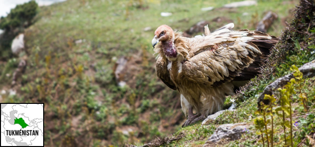 Turkménistan faune