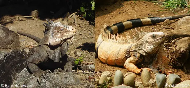 Iguana delicatissima et Iguana iguana