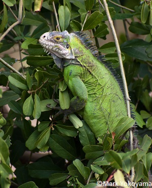 Femelle Iguana delicatissima