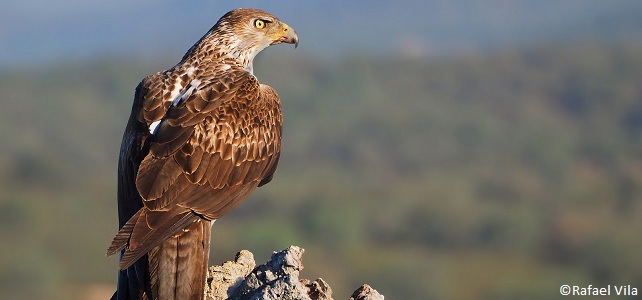 Aigle de Bonelli