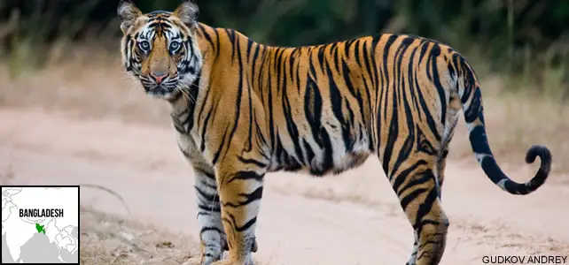 Bangladesh faune