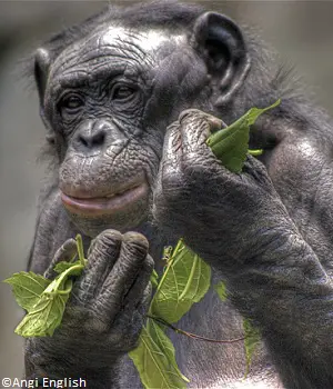 Braconnage des bonobos