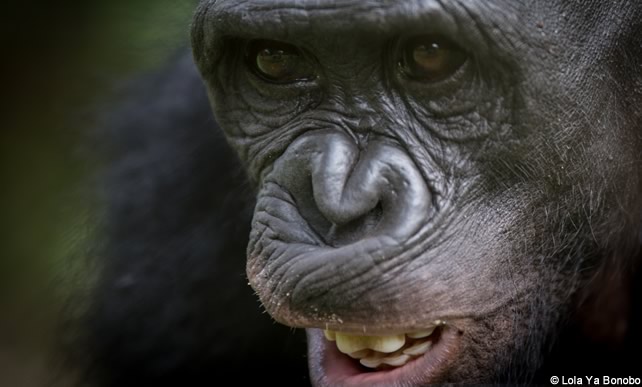 bonobo adulte