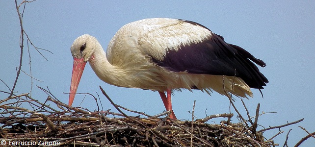 Cigogne blanche ovipare