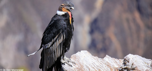 Andean Condor (Vultur gryphus)