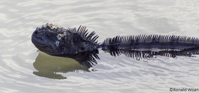 L'iguane marin des Galápagos