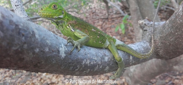 Iguana delicatissima jeune