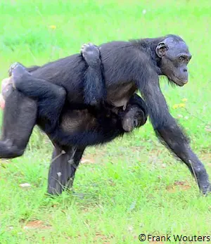 Maman bonobo