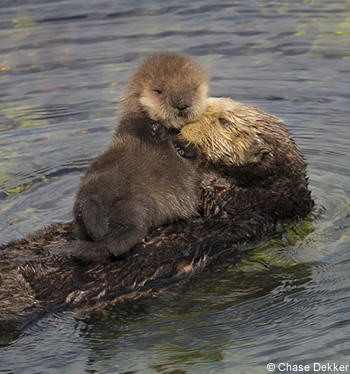 famille loutre