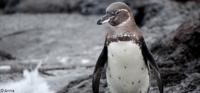 Manchot des Galápagos