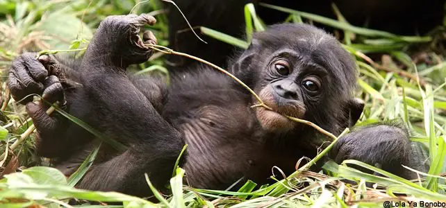 jeune bonobo