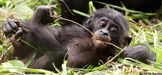 jeune bonobo