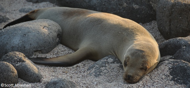 Otarie des Galápagos