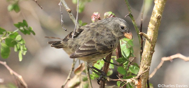 Pinson de Darwin des Galápagos