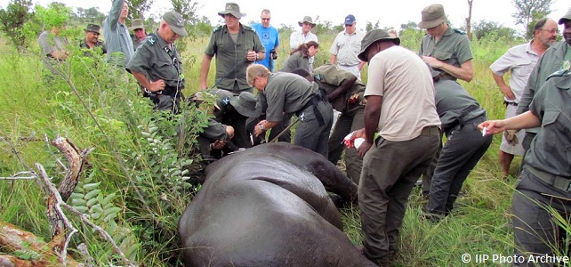 Rhinocéros par Kruger