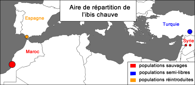 Habitat de l'ibis chauve