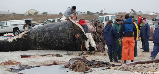 necropsie baleine