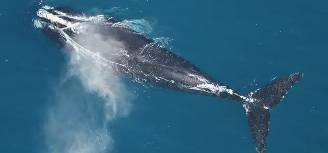 survol baleine