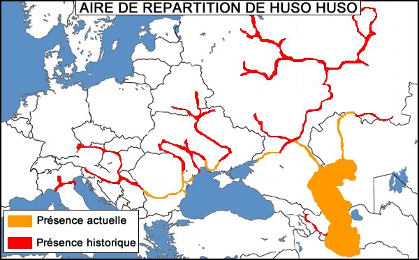 Habitat de l'Huso huso