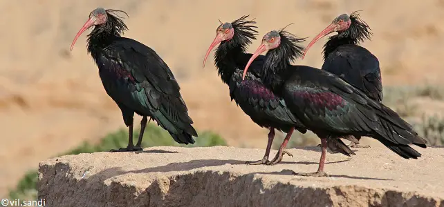 Colonie d'ibis chauves