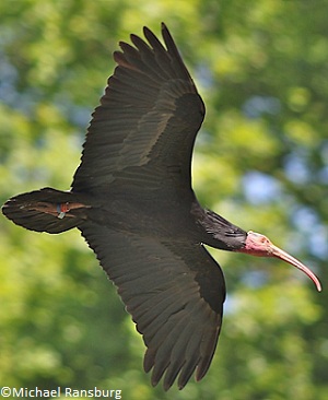 Ibis chauve en plein vol