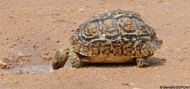 Stigmochelys pardalis