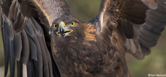 Albanie faune