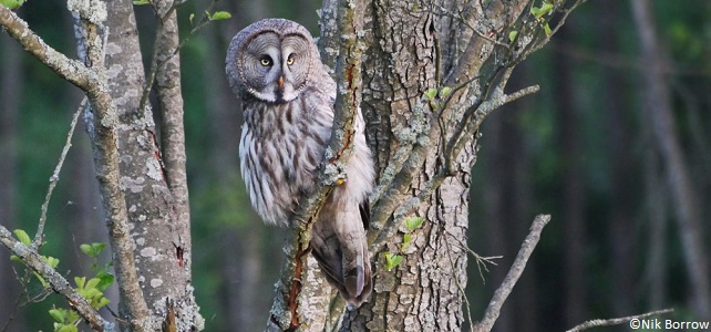 Biélorussie faune