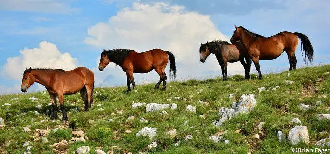 Bosnie-Herzégovine faune