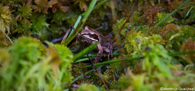 Estonie faune