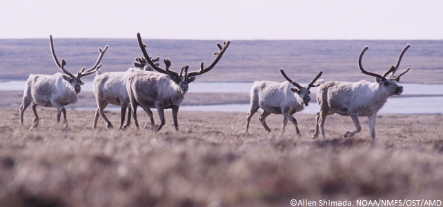 Finlande faune