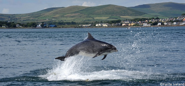 Irlande faune