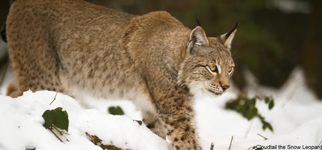 Macédoine faune