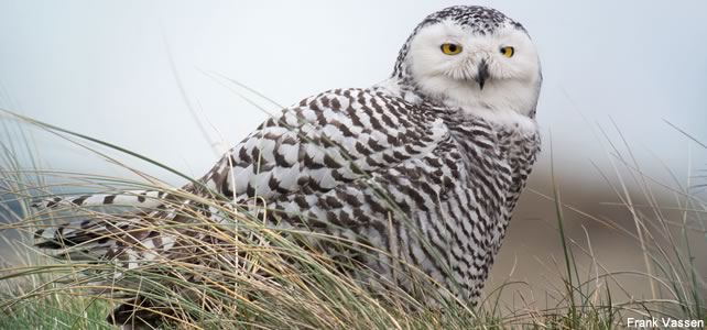 Norvège faune