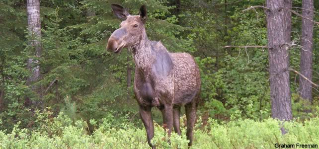 Suède faune